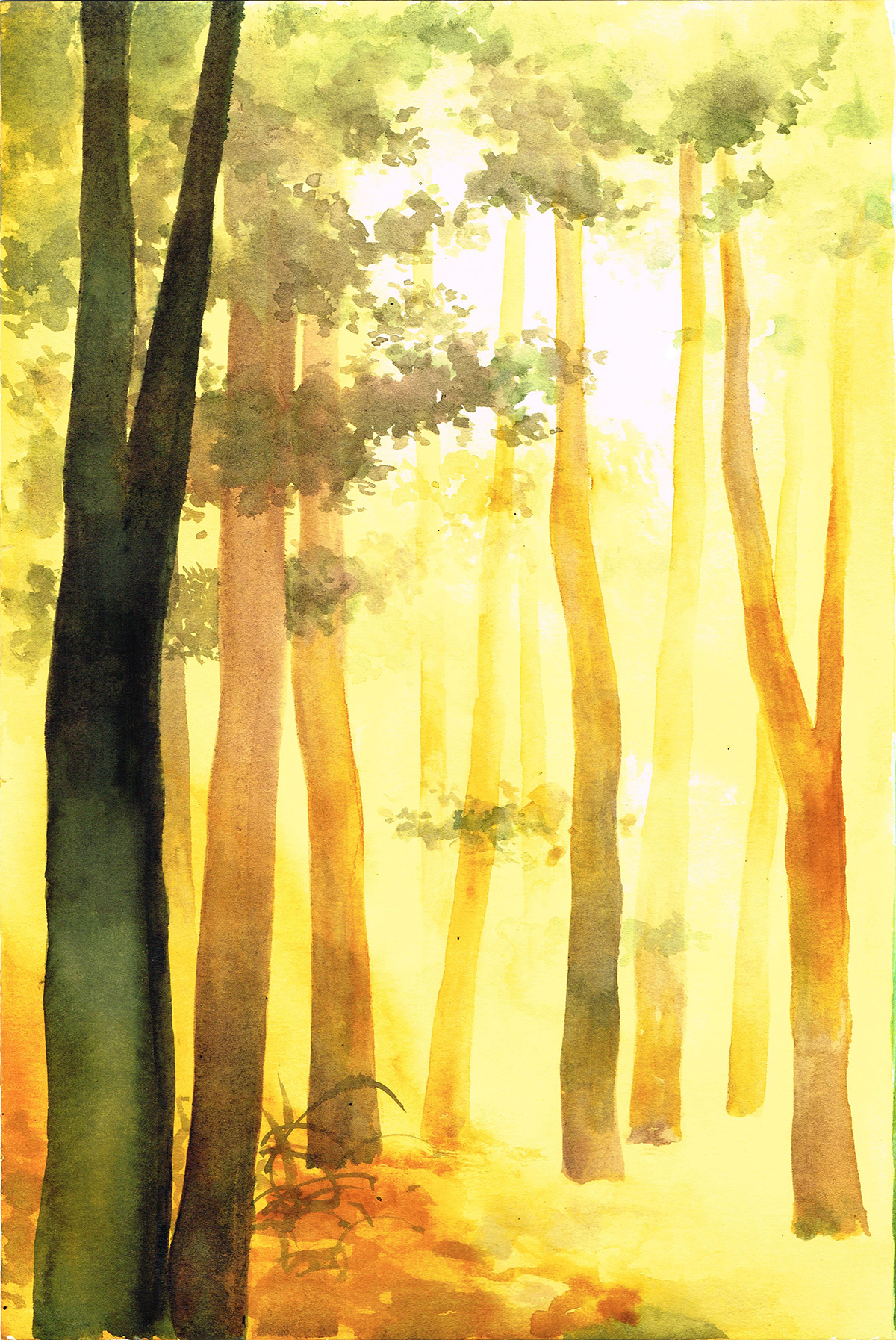 Image principale de Forêt de Gabriel