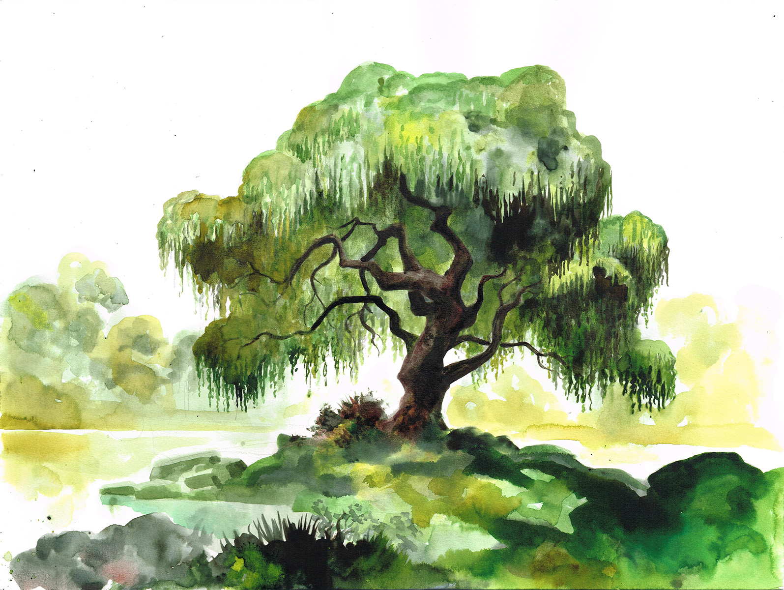 Image principale de Saule Pleureur