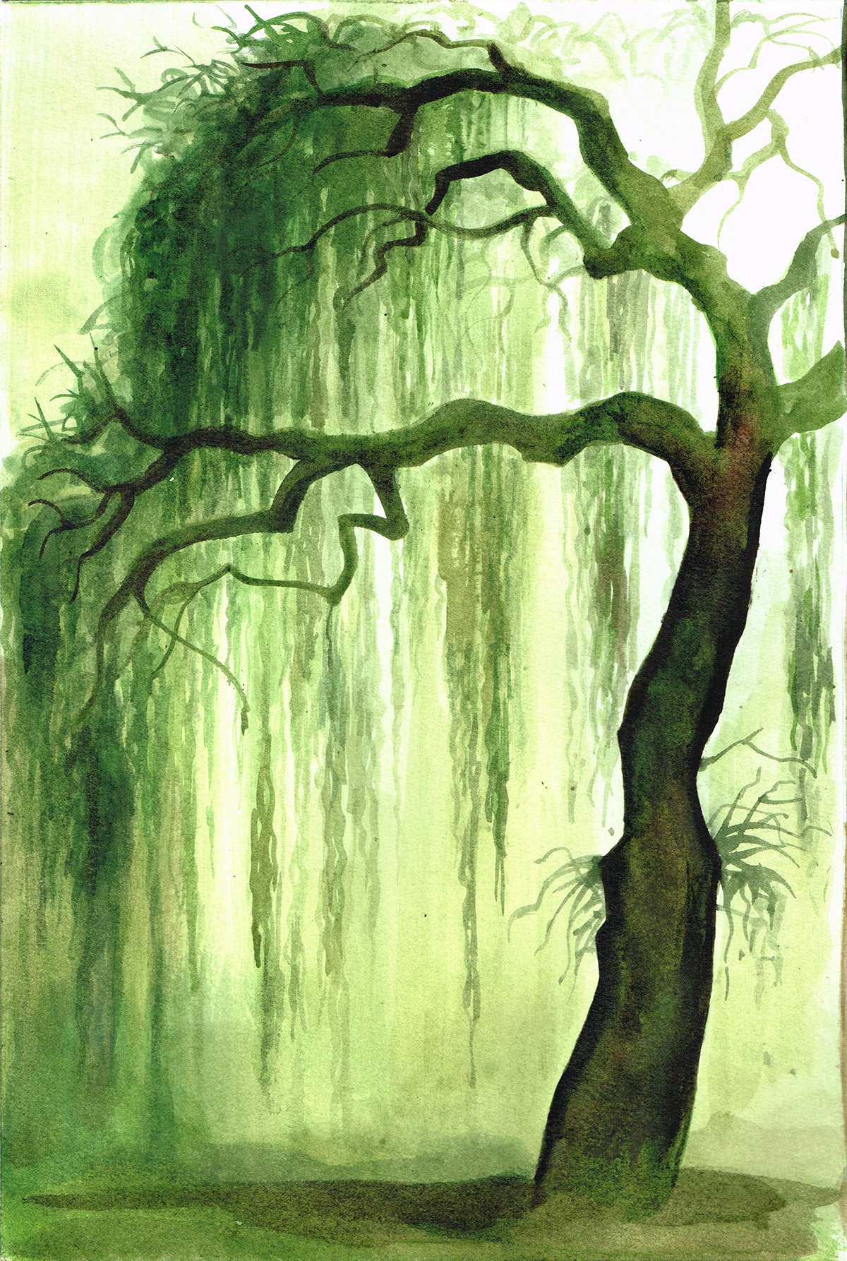 Image principale de Saule Pleureur d'Ayamé